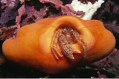 KRAFTON将在Steam新品节上发布两款新游戏