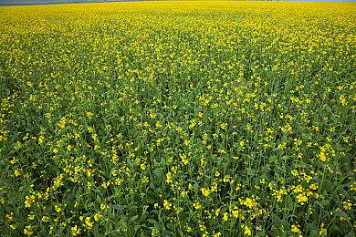 《极品飞车》开发者Criterion参与开发《战地》项目
